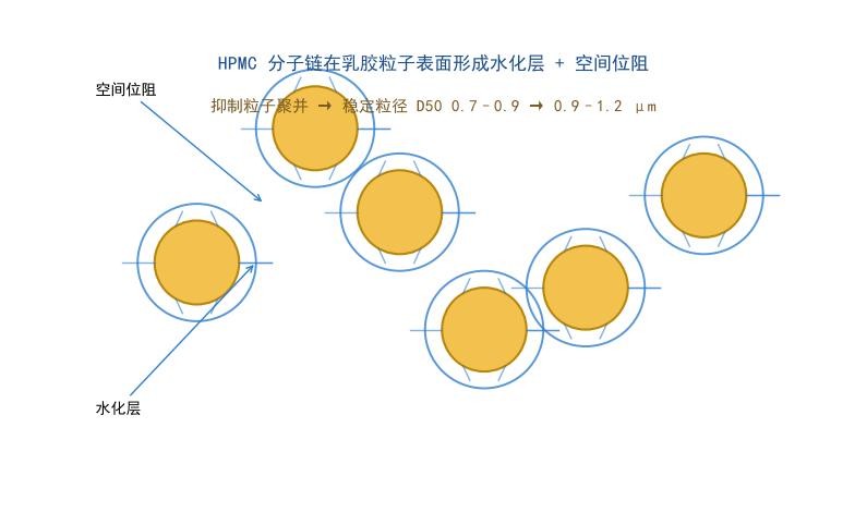 羟丙基甲基纤维素分子链在乳胶粒子表面形成水化层与空间位阻,抑制聚并稳定粒径